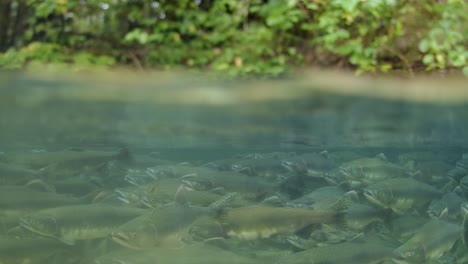 school of spawning pink salmon