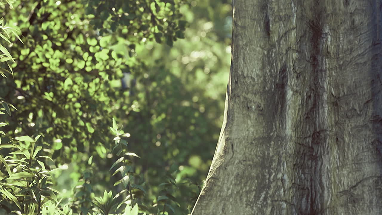 Exploring the serenity of a lush green forest under soft sunlight