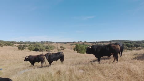 Imágenes-De-Drones-De-Un-Ganado-De-Toros-En-Un-Campo-En-Alentejo,-Portugal