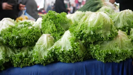 fresh green lettuce on a market stand