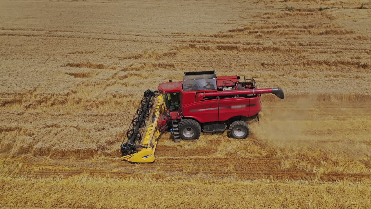Agricultural process of harvesting in farmland. Red combine harvester working on the golden field in summer. Aerial view.