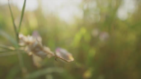 Pequeñas-Flores-Silvestres-En-La-Naturaleza-Primer-Plano-El-Enfoque-Selectivo