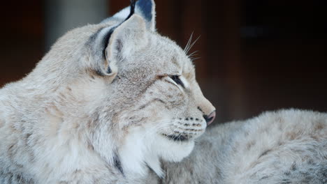 portrait of a cougar face of a predatory cat