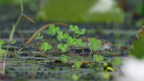 Beautiful-Chicks-of-Jacana-Feeding-in-water-Lily-Pond-in-Morning