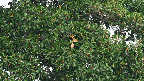 Great-Hornbill,-Buceros-bicornis