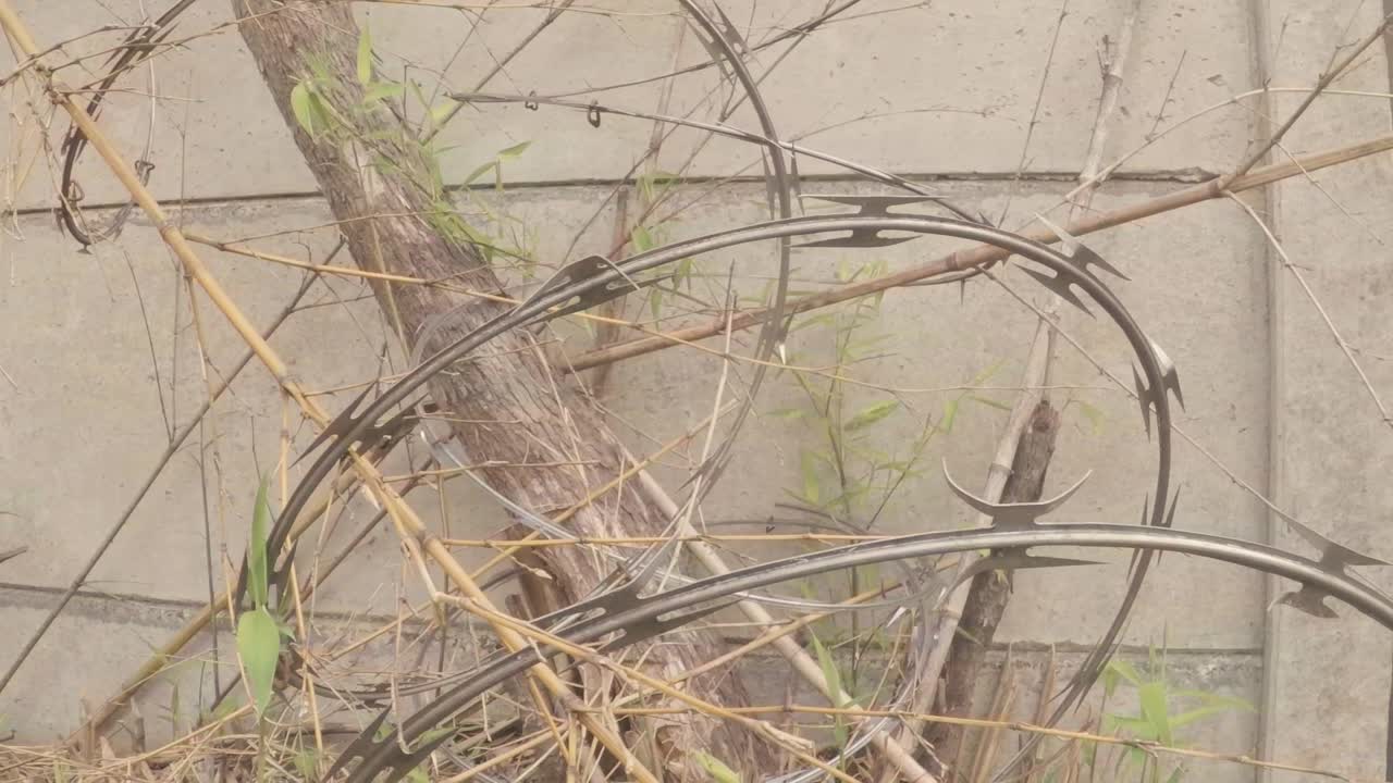 가지에 얽힌 느슨한 철조망