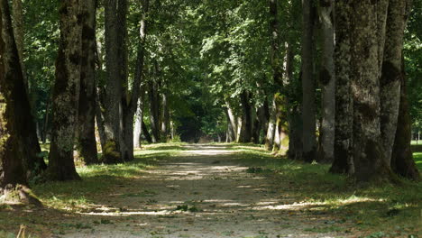 Empty-forest-pathway-with-sun-rays-shining-through-tree-foliage,-static-view