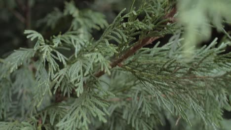 árbol-De-Hoja-Perenne-De-Pino-Ramas-Cerrar-Tiro-Inclinado