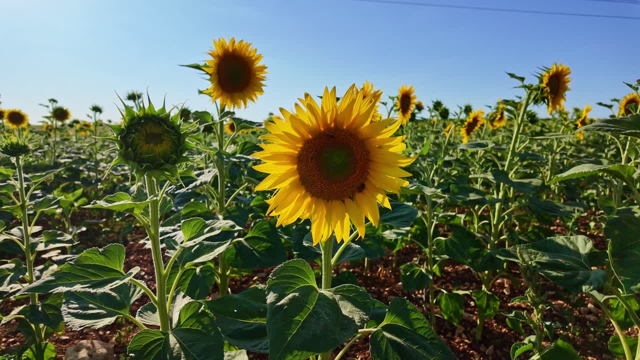Wide sunflower field with multiple blooms under clear blue summer sky in an agricultural setting