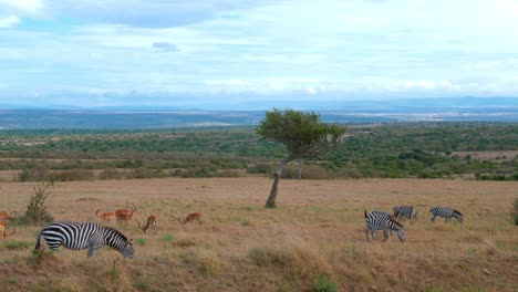 the african savannah with zebras and impalas in the wild in kenya