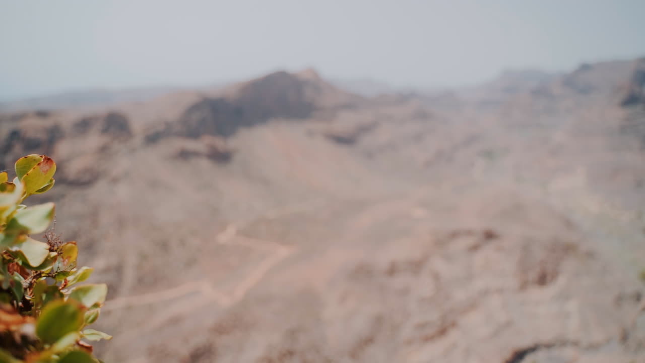 цветущее растение и красивый скалистый горный пейзаж с одинокой дорогой между холмами в солнечный день на острове гран-канария