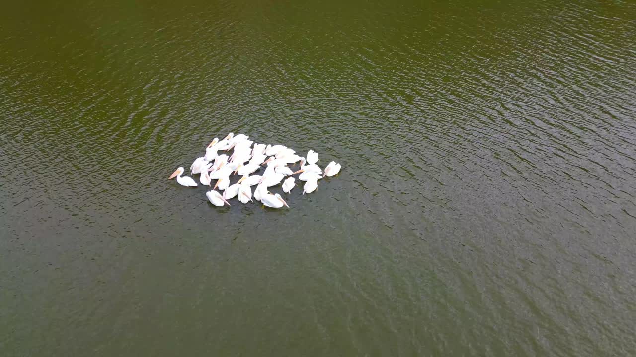 imágenes aéreas aéreas de pelícanos acurrucados durante su migración hacia el sur