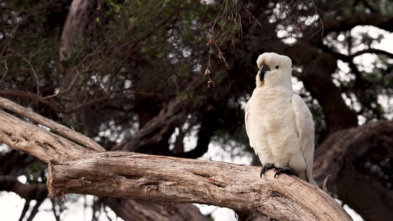 una cacatúa que se arregla en una rama de un árbol