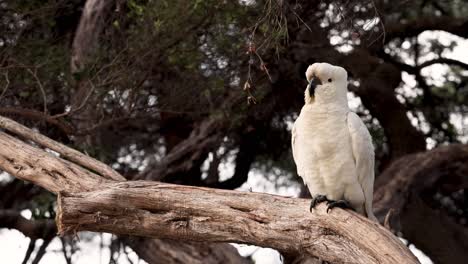 cockatoo grooming itself on a tree branch