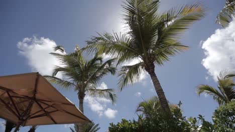 Niedrige-Ansicht-Der-Palme-Mit-Sonnenschirm-Im-Tropischen-Strand-Des-Resorts,-Urlaubsziel