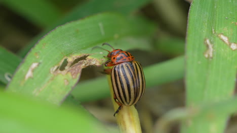 Macro-close-up-of-Working-Ten-Lined-Potato-Beetle-in-green-Plants-during-Summer---4K-prores-shot-of-foraging-Animal-in-wilderness---Native-to-the-Rocky-Mountains