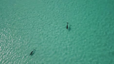 two dolphins swimming in shallow waters of indian ocean near the coast of western australia during very sunny and hot day