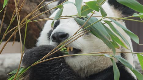 Giant-panda-(Ailuropoda-melanoleuca)-also-known-as-the-panda-bear-or-simply-the-panda,-is-a-bear-native-to-south-central-China.