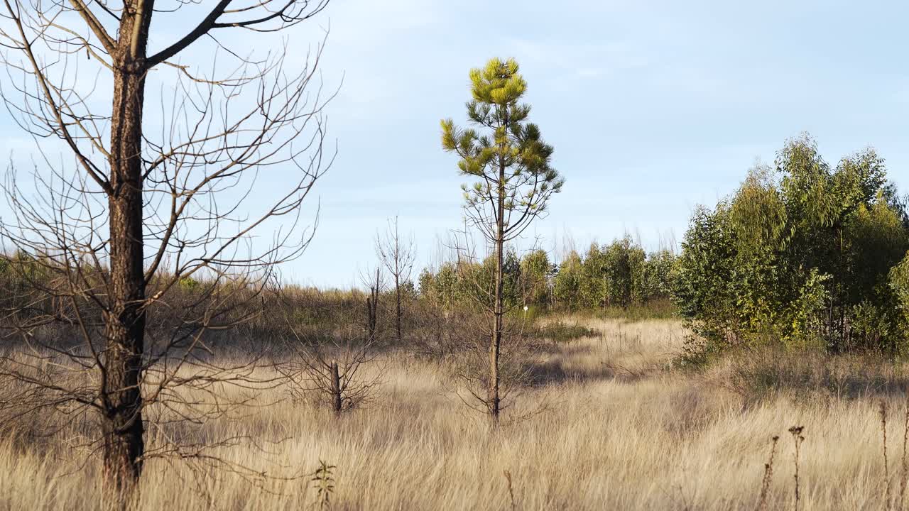 View of a young pine tree that rises from golden grass beside a charred, leafless tree, contrasting renewal and loss as the sunlight softens the quiet field, revealing nature's resilience after a fire
