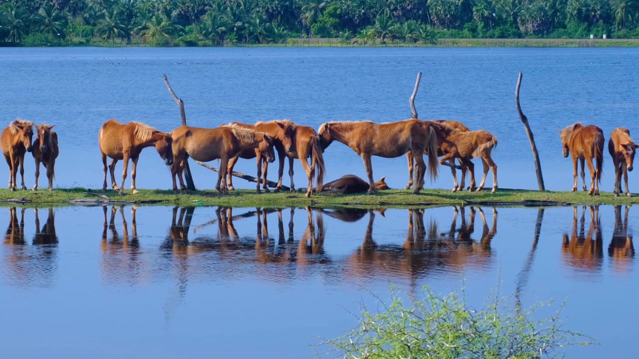 Gruppe af brune heste, der lander og slapper af ved søen i Mannar, Nordprovinsen i Sri Lanka