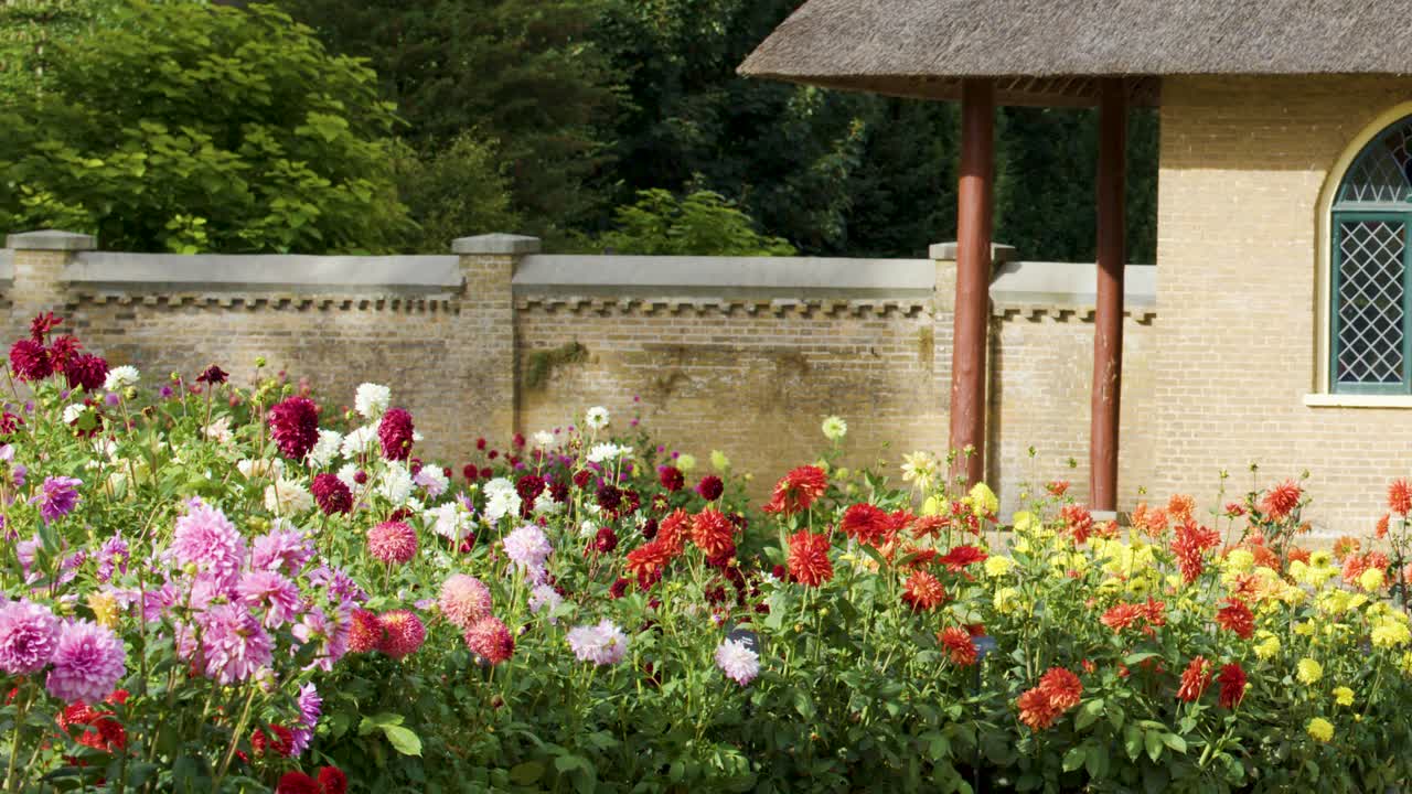 Lush dahlia flowers in vibrant bloom, daylight pan shot, historic stone wall and arched windows