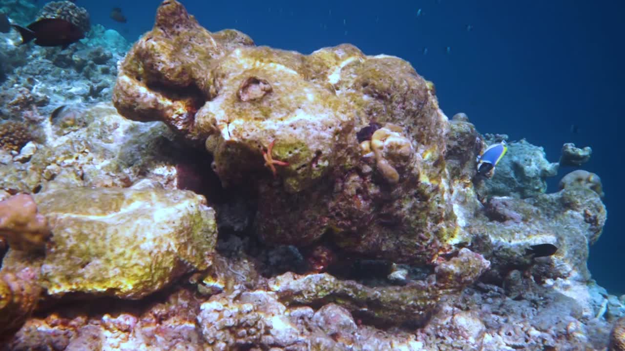 다양한 단단하고 부드러운 산호와 열대 어류가 있는 암초입니다. 몰디브 인도양.