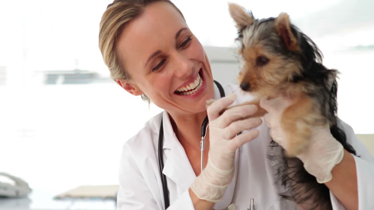Lächelnder Tierarzt untersucht einen Yorkshire Terrier