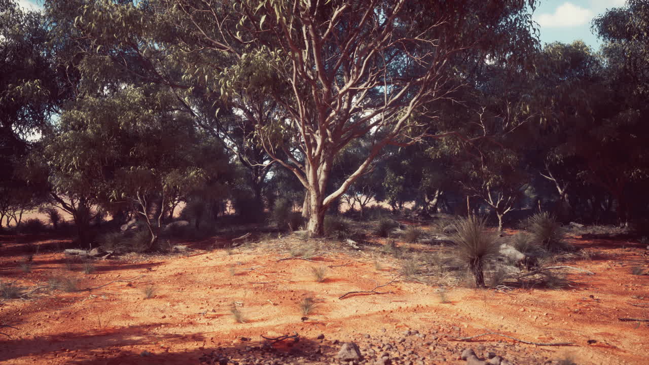 una vista panorámica de un bosque de eucalipto en australia