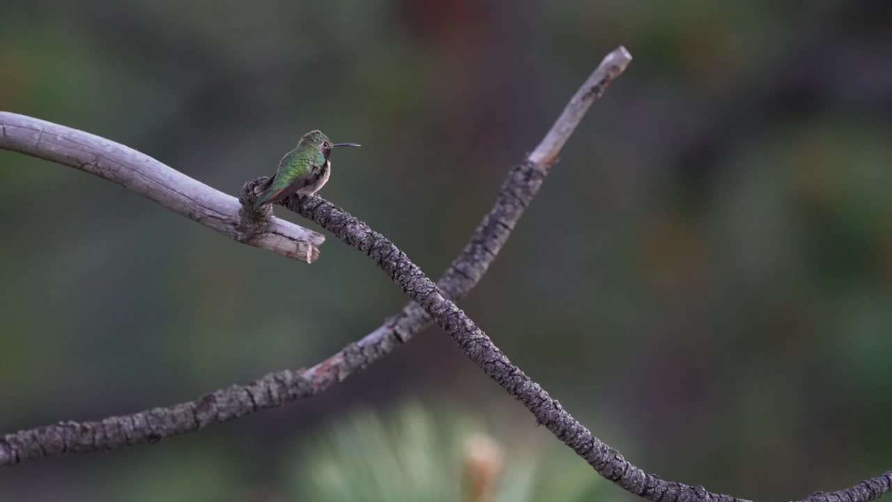 colibrí de colorado rubí garganta rufous hermosa noche primavera verano aspen estados unidos siempre verde vail aspen naturaleza vuelo de la rama del árbol cinematográfica cámara lenta teleobjetivo zoom de cerca pan