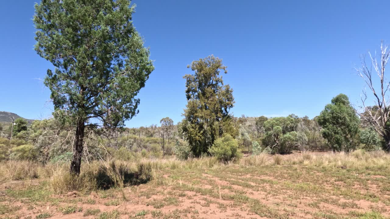 un árbol cae en un campo abierto
