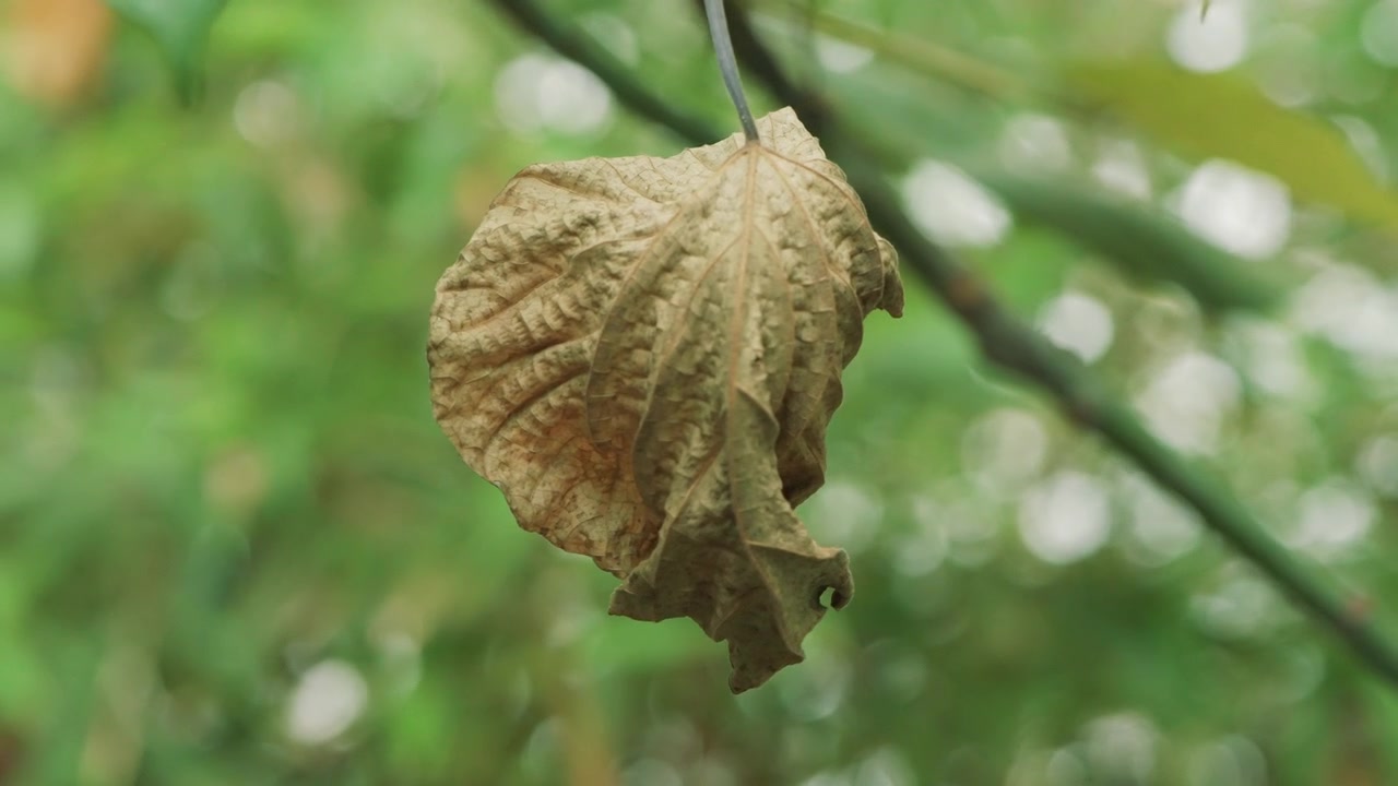 Inquadratura media orizzontale di una singola foglia secca marrone appesa nella foresta.
