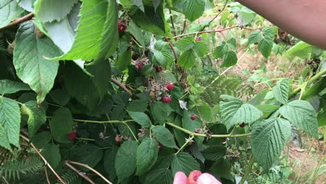 female hands are searching for and harvesting wild raspberries from bush