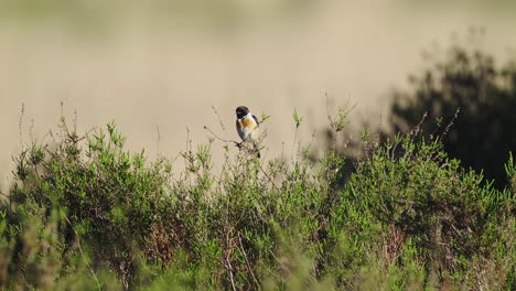 european stonechat perched on top of bush with bokeh background