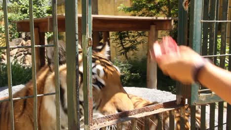 close up of tigers eating raw chicken ina cage