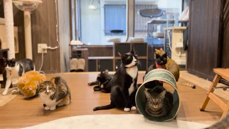 rescue cats chilling at a japanese cat cafe