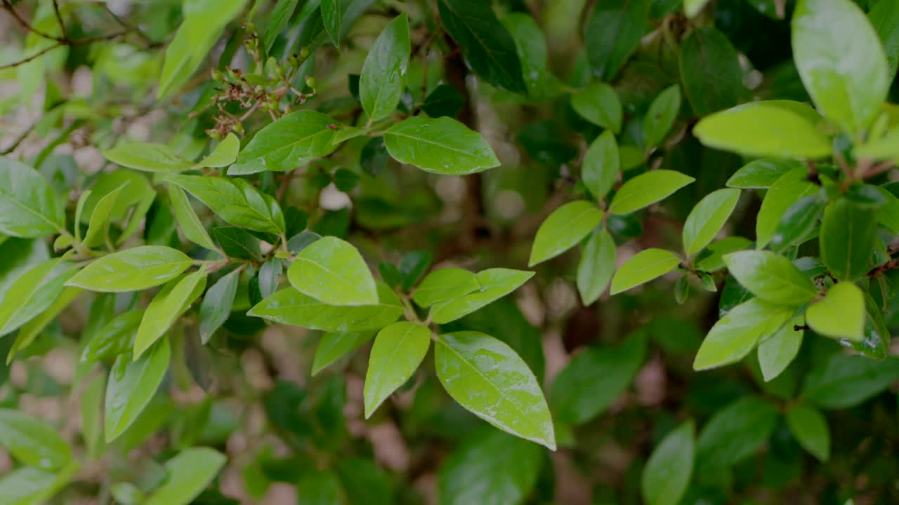 primer plano de hojas verdes exuberantes en una rama de árbol en un entorno de jardín