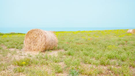 field with hay in front of the blue sea