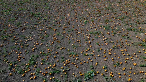 Pumpkin-Fields-During-Harvest-Season-In-Cultivated-Farmland