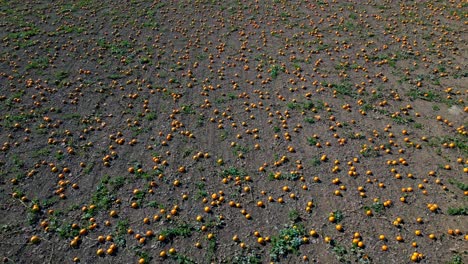 pumpkin fields during harvest season in cultivated farmland