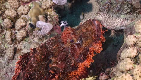 el pez escorpión rojo muy de cerca en el arrecife de coral en el mar rojo