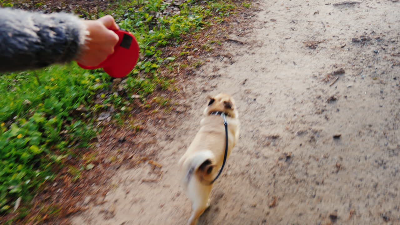 여자가 개를 파다 - 좋아하는 퍼그 1