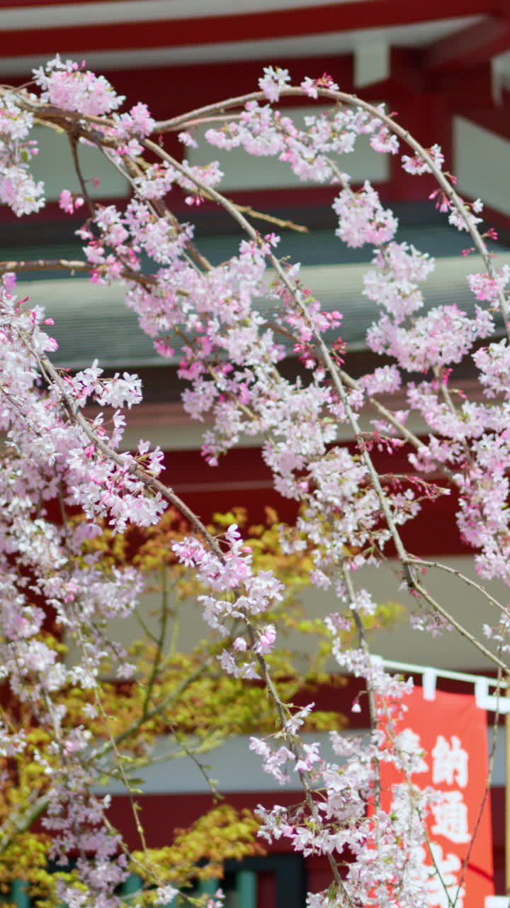 Close up of cherry blossoms with the Senso-ji temple in Asakusa, Tokyo, Japan in the background. Vertical