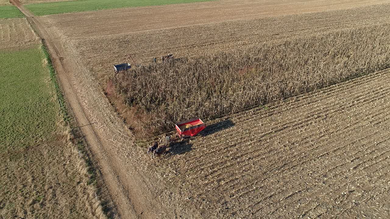 Aerial View of an Amish Farmer Harvesting His Autumn Crop of Corn With Five Horses Pulling his Harvester Changing Storage Wagon