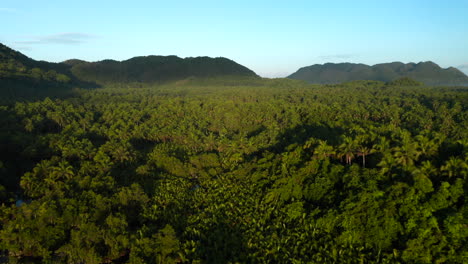 Tropische-Palmen-Auf-Der-Insel-Siargao,-Philippinen