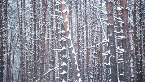 seamless footage, falling snow in beautiful pine winter forest.