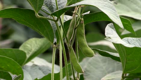 close up of beans from china