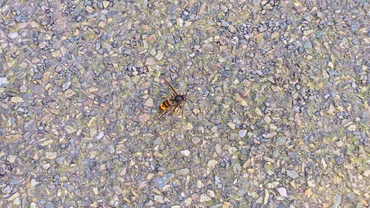 Close-up view of small hornet walking on rough asphalt surface in sunny day