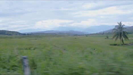 rice fields by car the horizon, jaen, cajamarca 4k