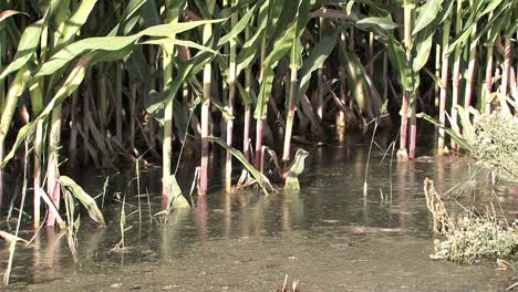 close up of corn with flood irrigation in southern california usa