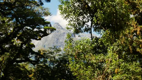 Slow-panning-shot-of-tropical-forest-trees-during-hike-in-Fiordland-National-Park-during-sunlight---Mountain-range-in-background